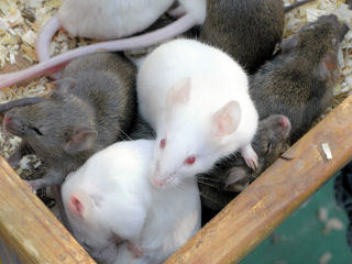 f:id:Akimbo:20090524230542j:image f:id:Akimbo:20090524230542j:image