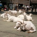 はてな動物園