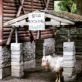 はてな動物園