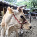 はてな動物園