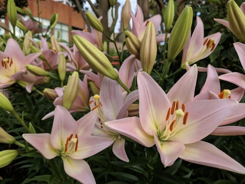 lily20190603.jpg