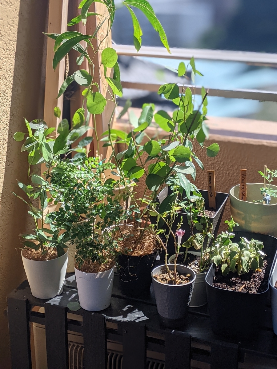 ワイルドストロベリーとは 動植物の人気 最新記事を集めました はてな