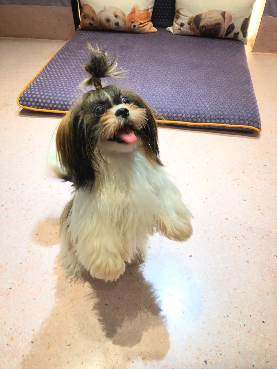 f:id:Akirasun:20190605152232j:plain