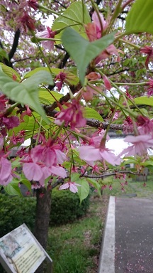f:id:AkisaMiyona:20190320162506j:plain f:id:AkisaMiyona:20190320162506j:plain