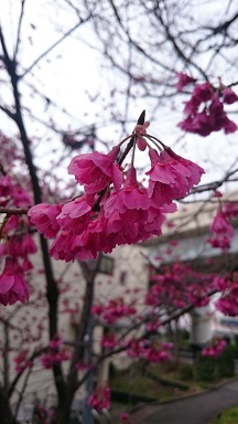 f:id:AkisaMiyona:20190320164404j:plain f:id:AkisaMiyona:20190320164404j:plain