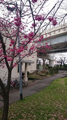 f:id:AkisaMiyona:20190320164429j:plain f:id:AkisaMiyona:20190320164429j:plain