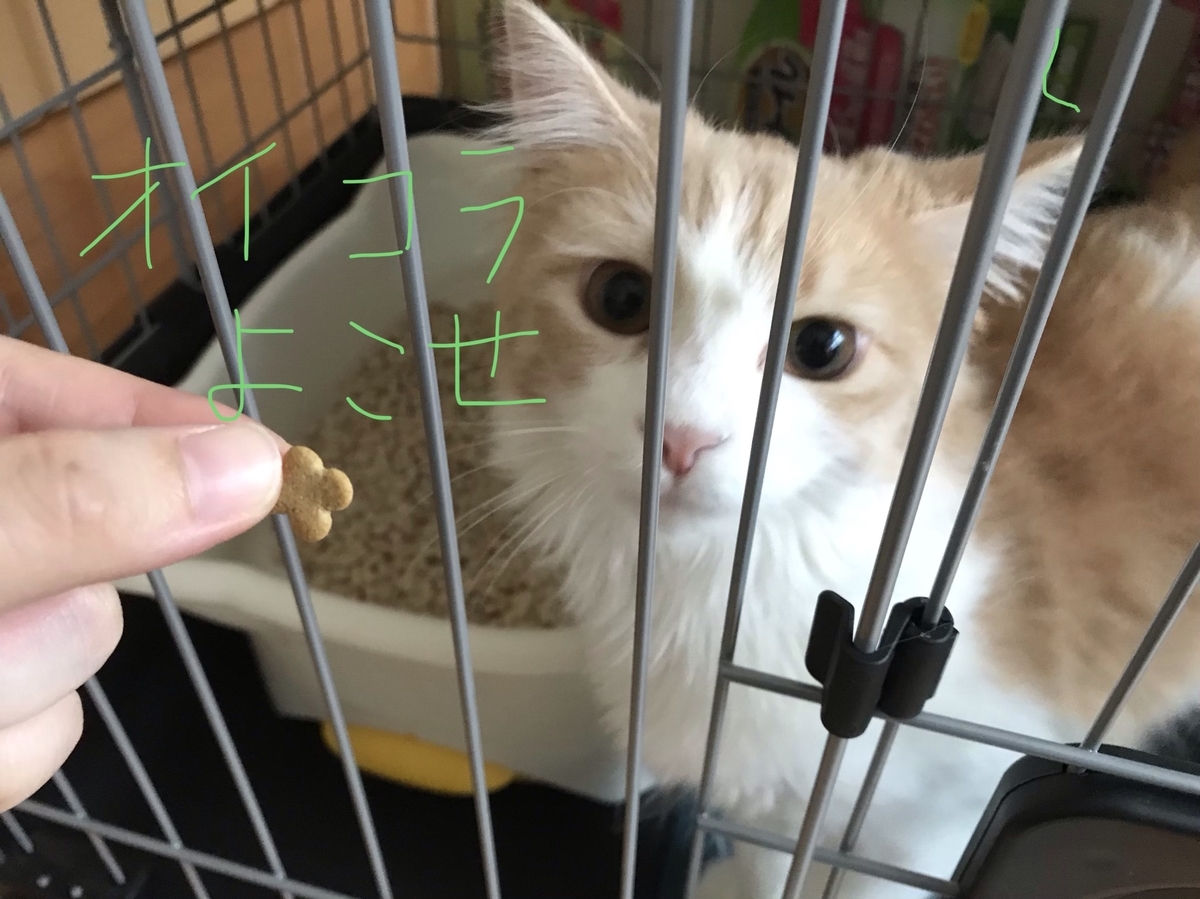 f:id:Akisada:20190617172702j:plain f:id:Akisada:20190617172702j:plain