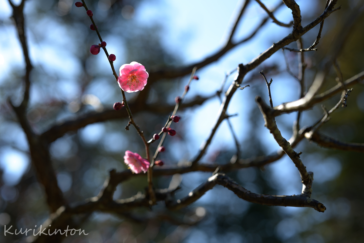 f:id:Akitonton:20210214162455j:plain