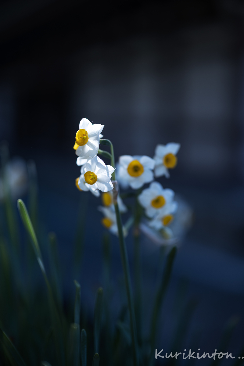f:id:Akitonton:20210214164930j:plain