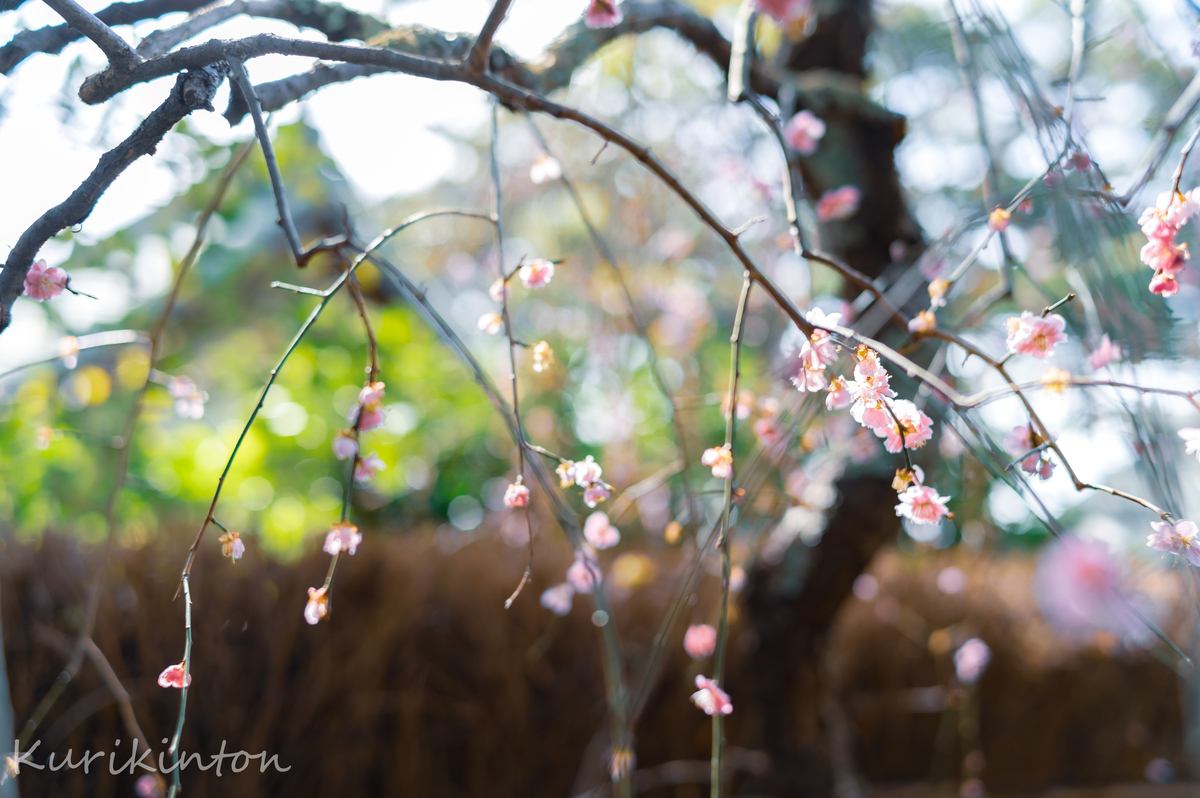 f:id:Akitonton:20210228201136j:plain