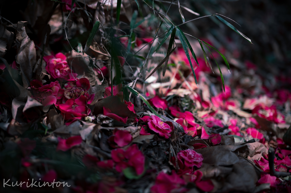 f:id:Akitonton:20210319213034j:plain