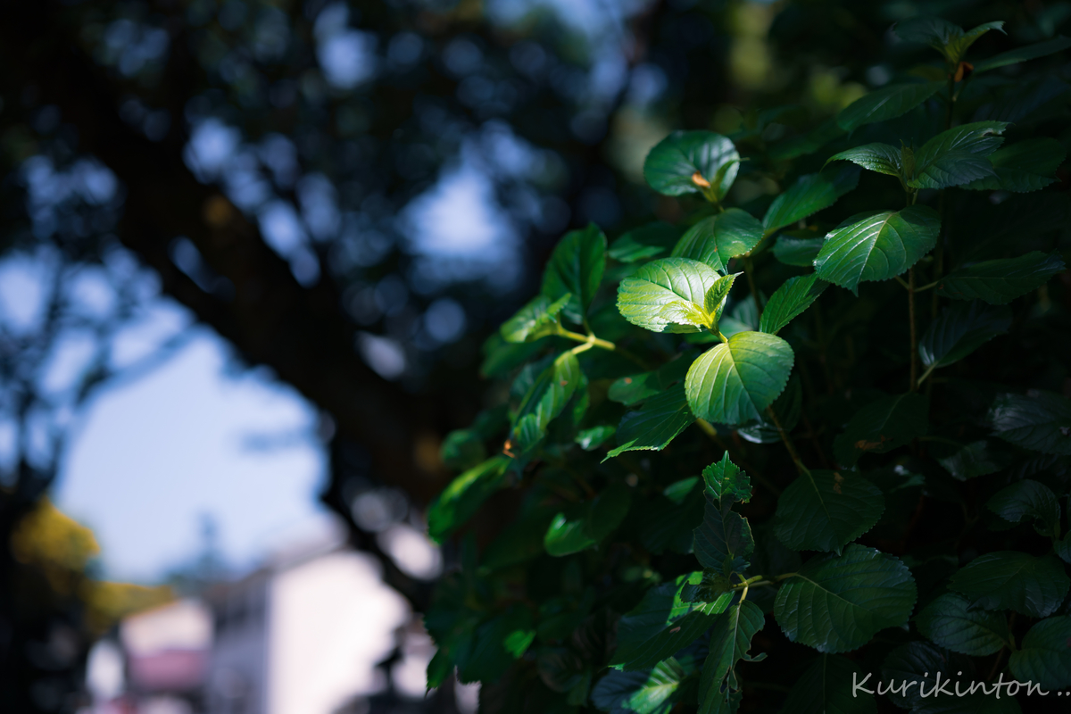 f:id:Akitonton:20210501082326j:plain
