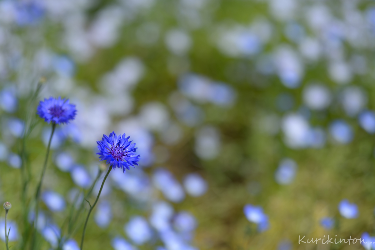 f:id:Akitonton:20210504092120j:plain