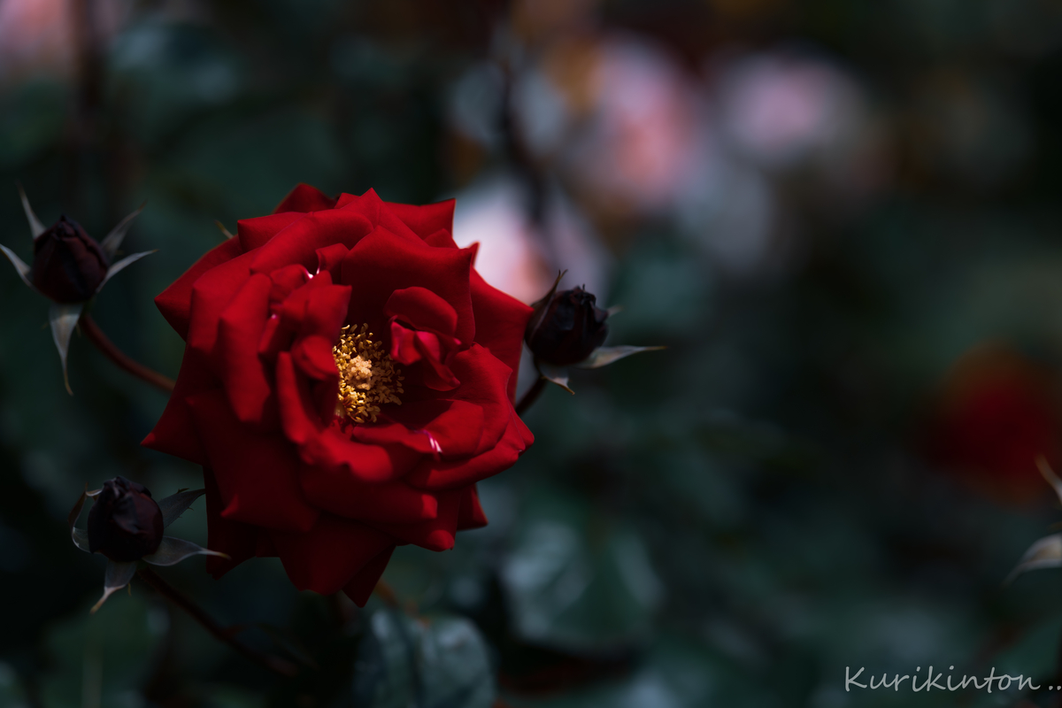 f:id:Akitonton:20210504093633j:plain