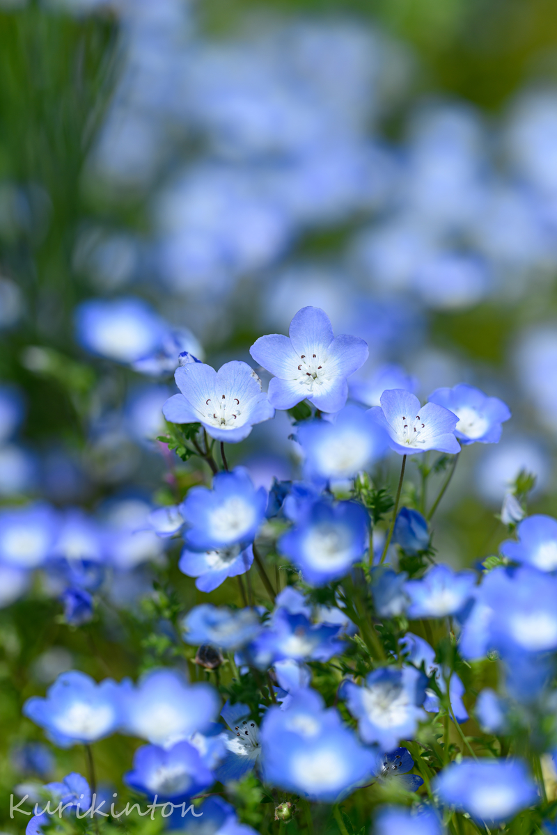 f:id:Akitonton:20210504094027j:plain