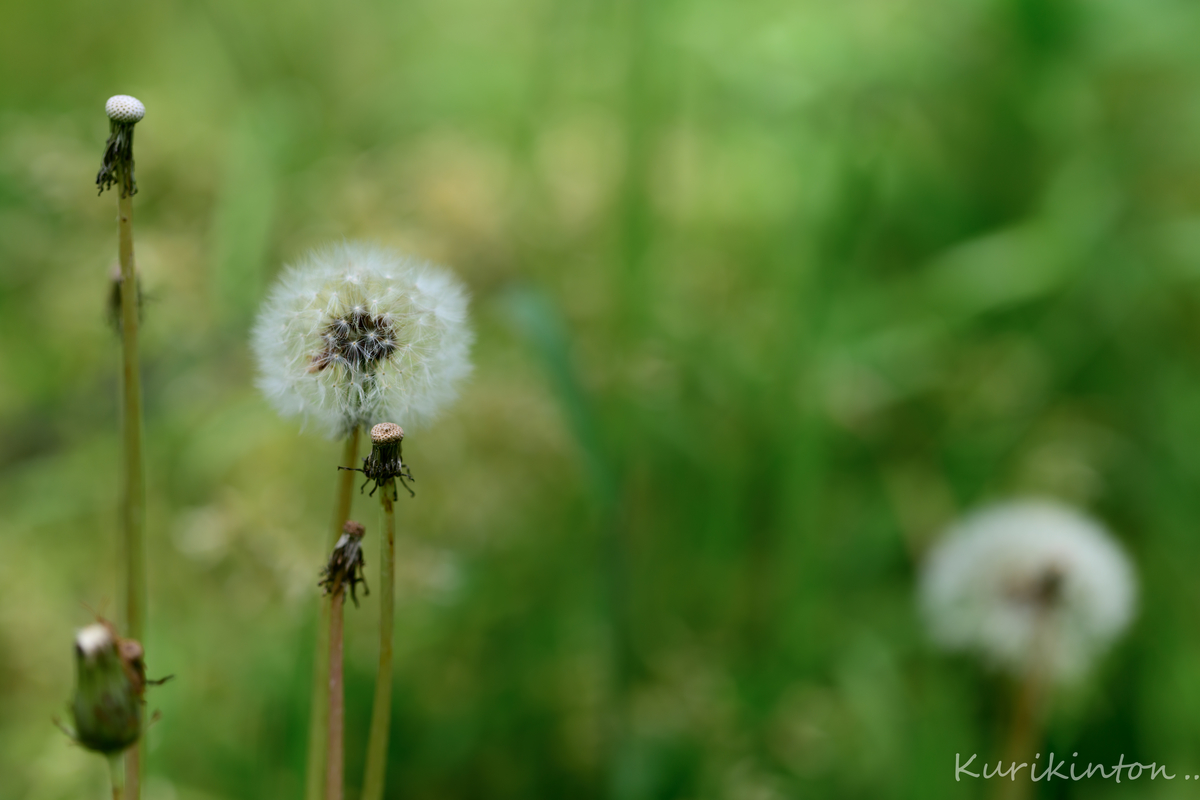 f:id:Akitonton:20210504094105j:plain