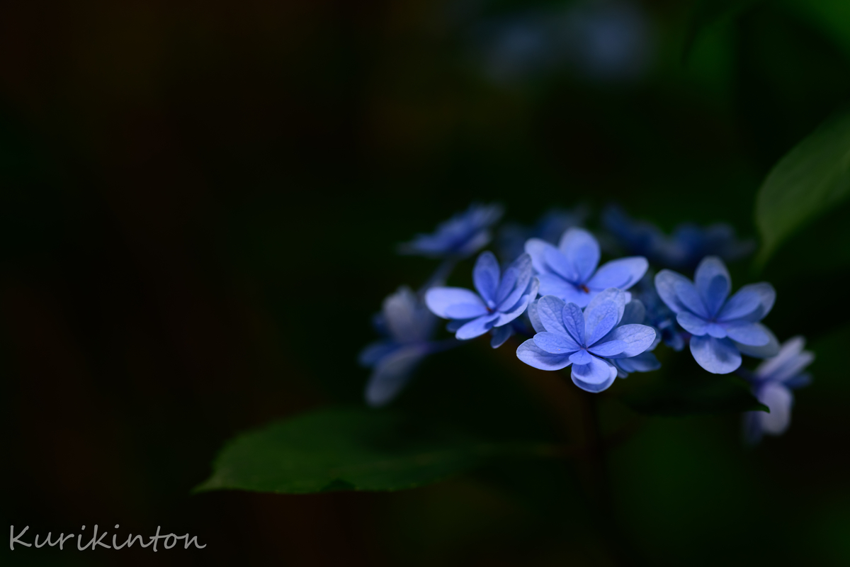 f:id:Akitonton:20210606200051j:plain