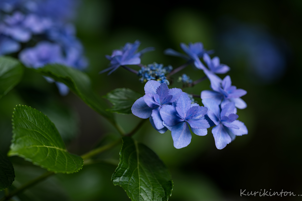 f:id:Akitonton:20210606200227j:plain