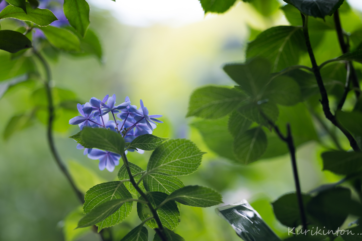 f:id:Akitonton:20210606200446j:plain