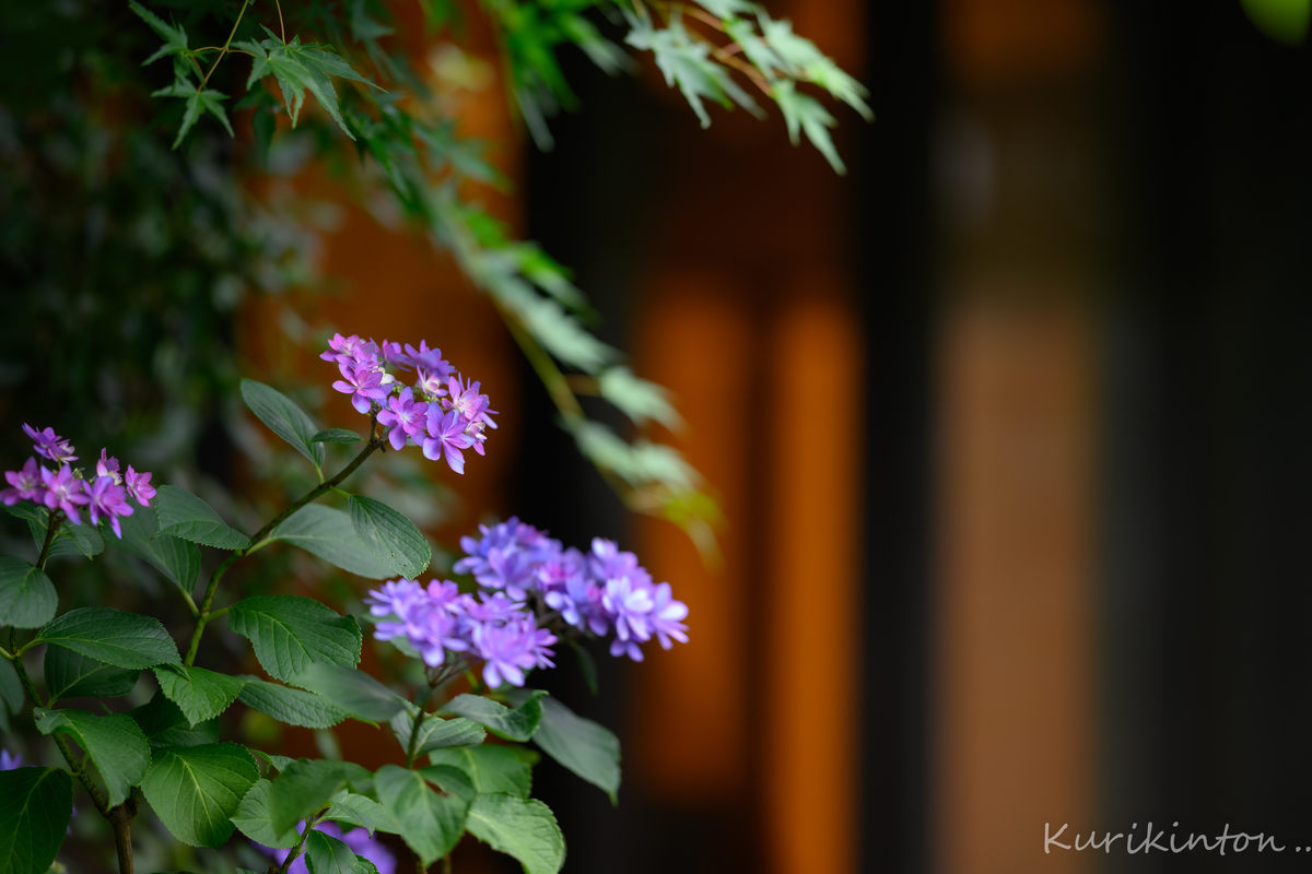 f:id:Akitonton:20210606200527j:plain