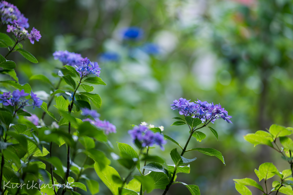 f:id:Akitonton:20210606200609j:plain