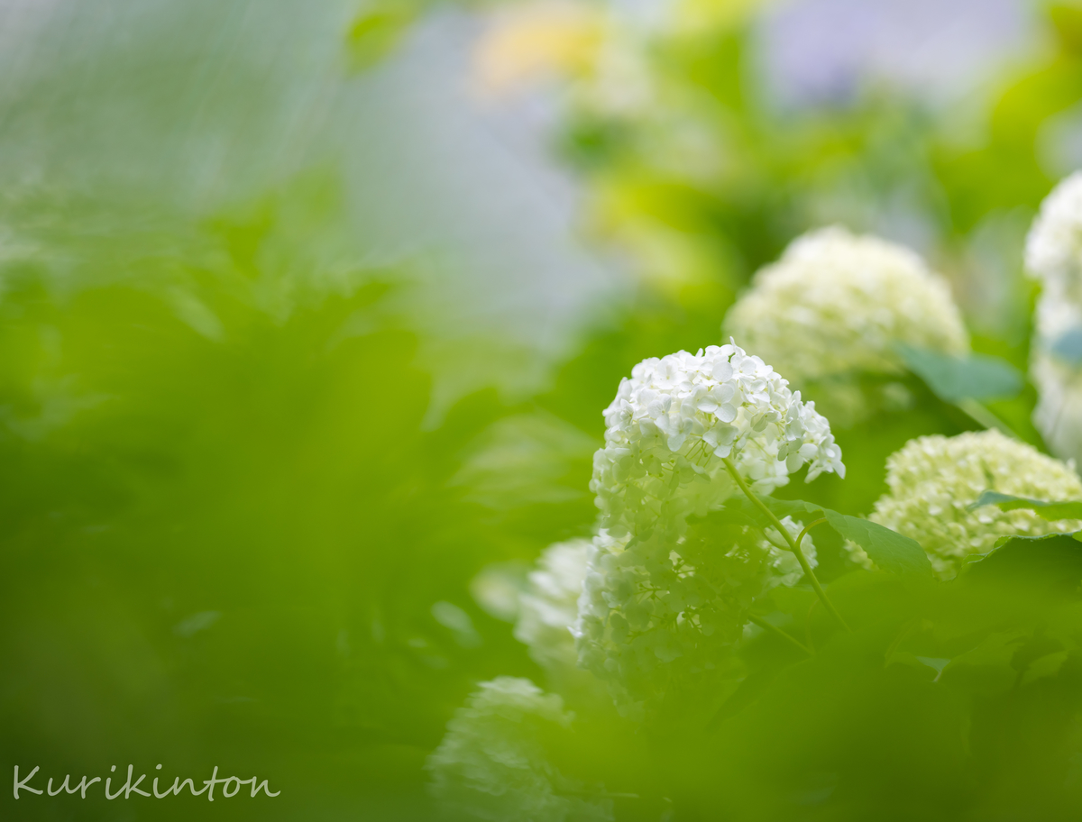 f:id:Akitonton:20210606200649j:plain