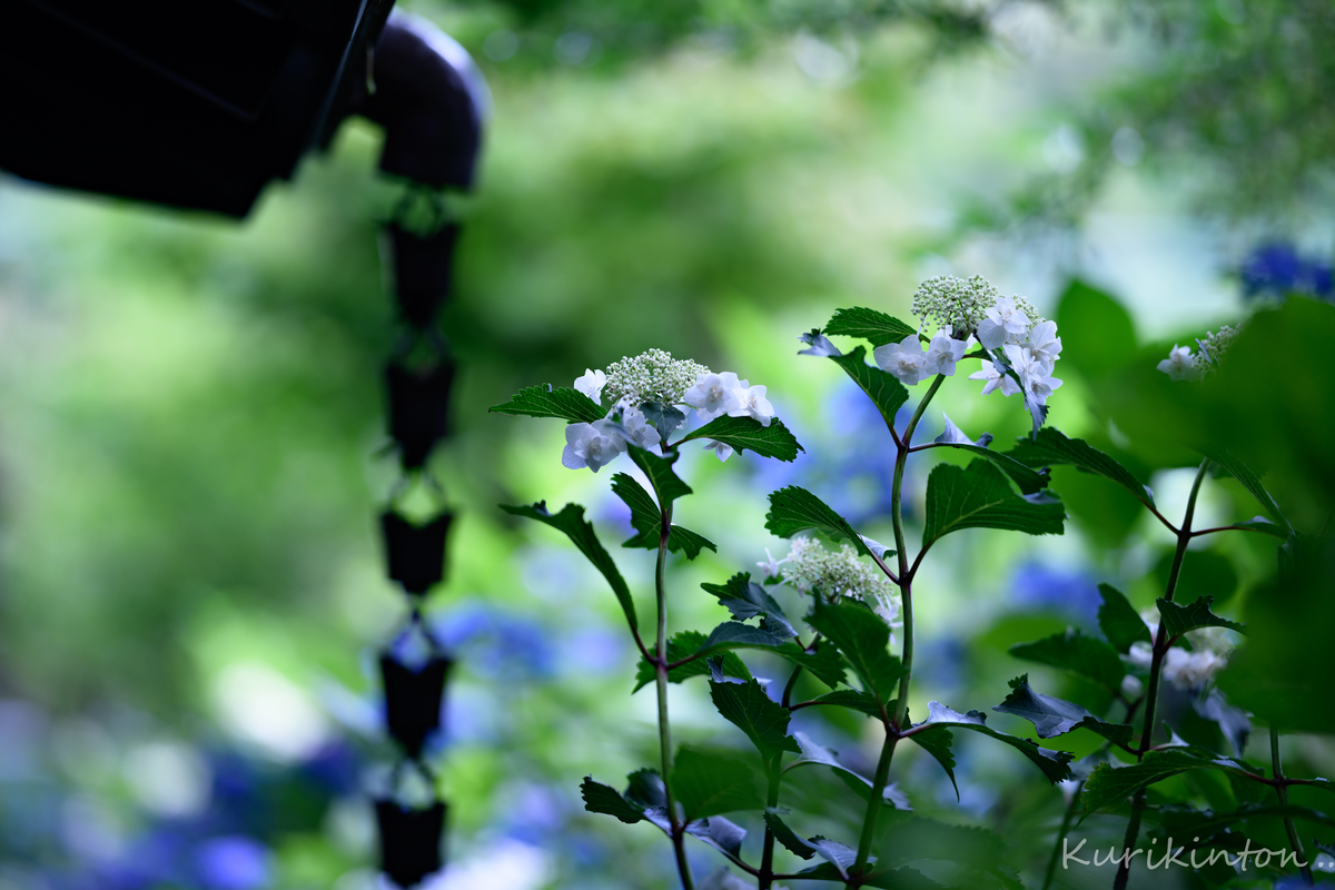 f:id:Akitonton:20210606200738j:plain