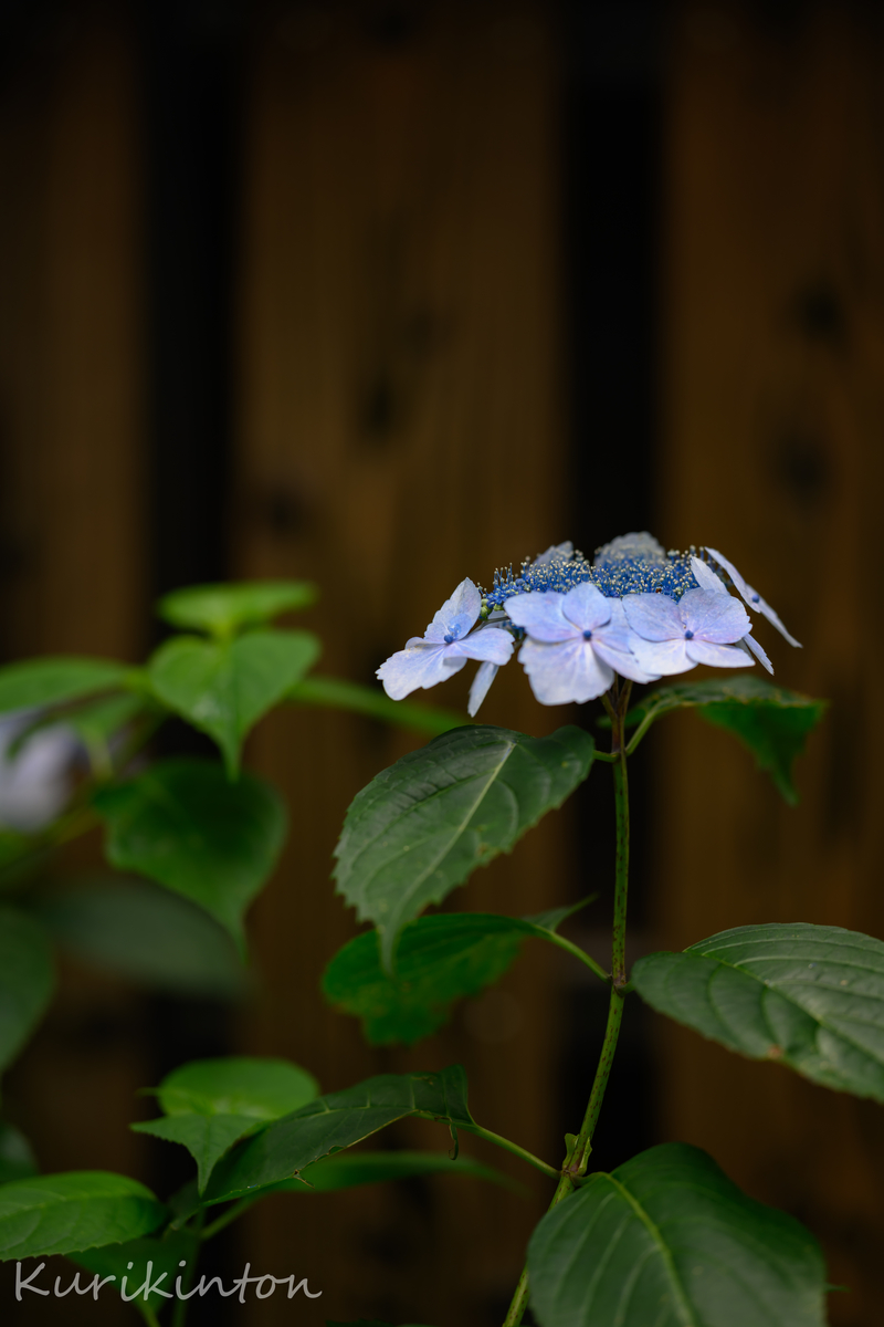 f:id:Akitonton:20210606200817j:plain