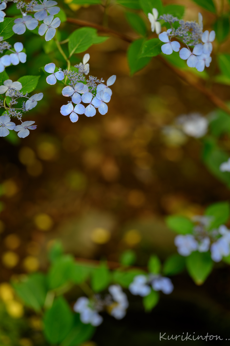 f:id:Akitonton:20210606200852j:plain