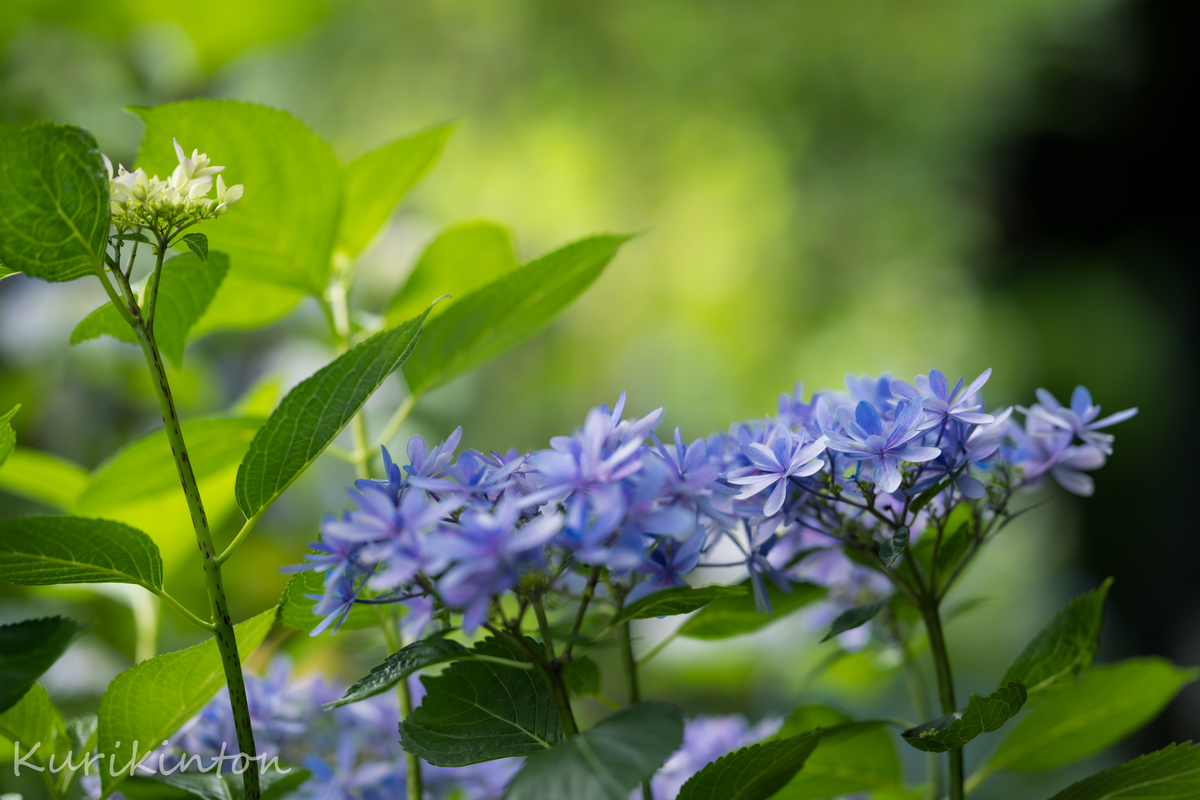 f:id:Akitonton:20210606200928j:plain