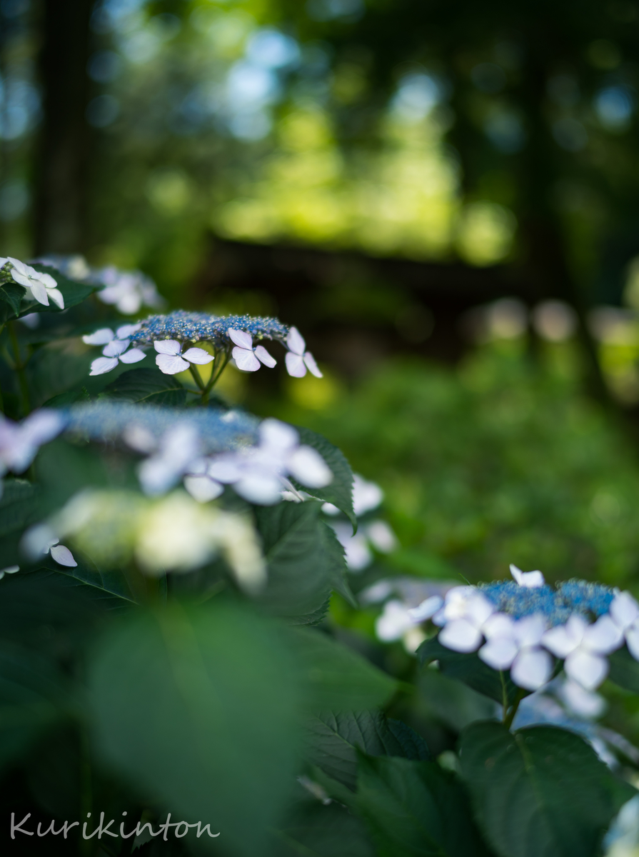 f:id:Akitonton:20210606201123j:plain