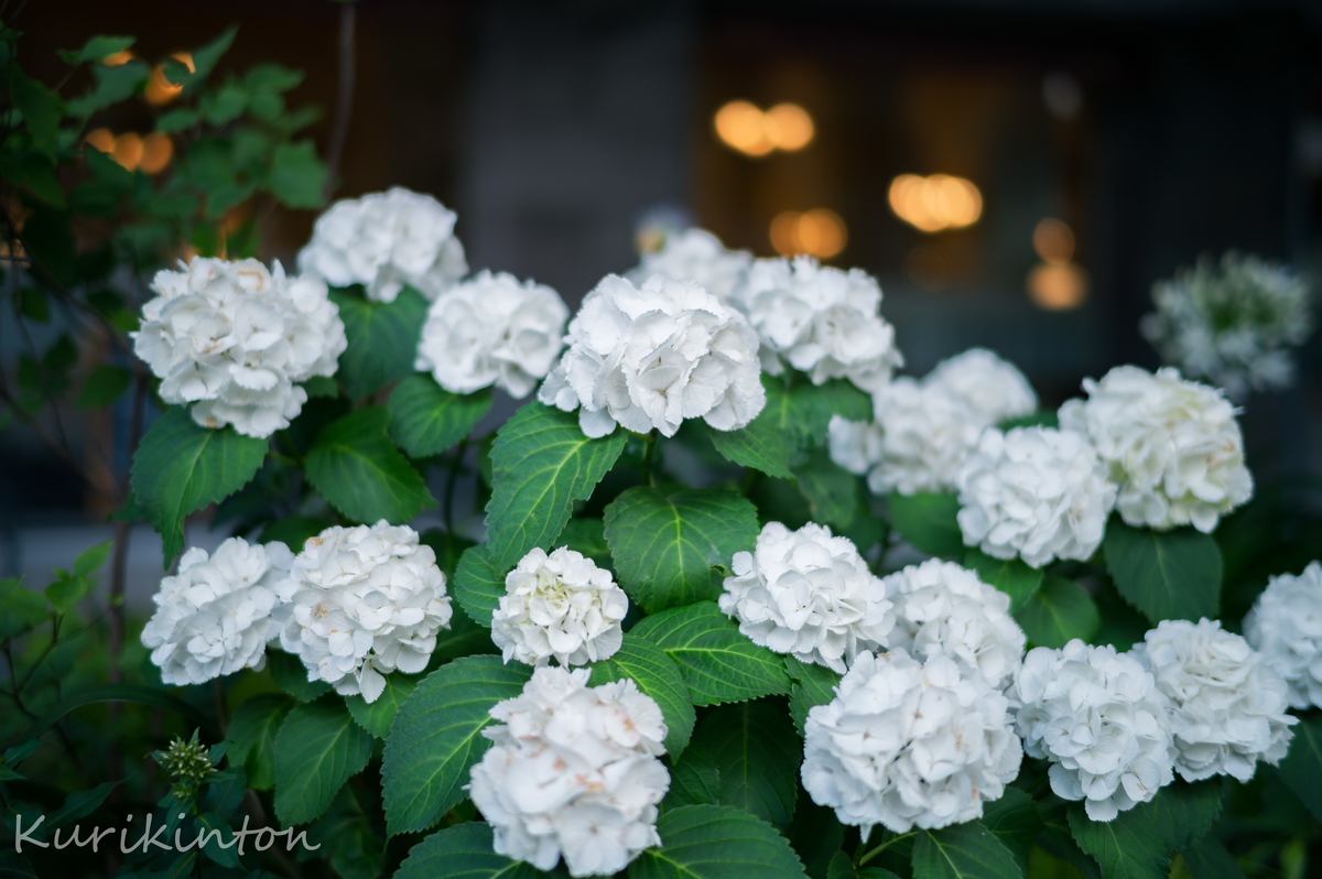 f:id:Akitonton:20210613135713j:plain