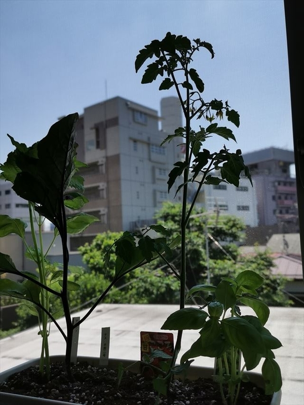 f:id:Akki_Run:20200618101340j:plain