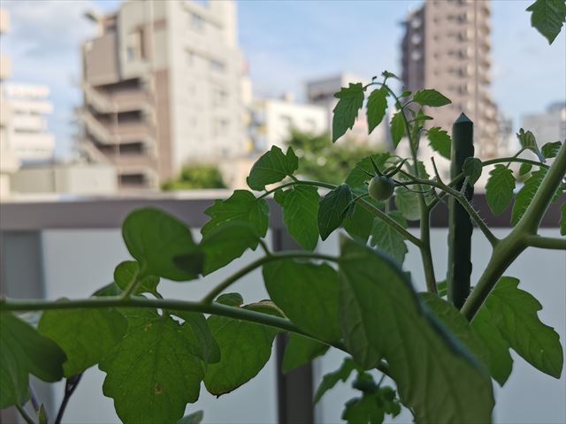 f:id:Akki_Run:20200625174500j:plain