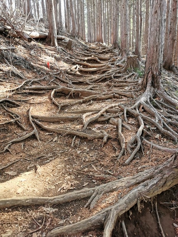 f:id:Akki_Run:20210329172836j:plain