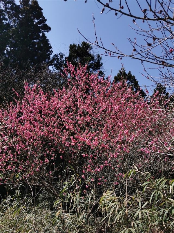 f:id:Akki_Run:20210329173010j:plain