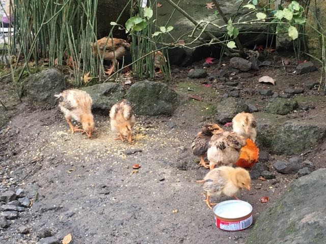 f:id:Akkiesoft:20161205001703j:plain