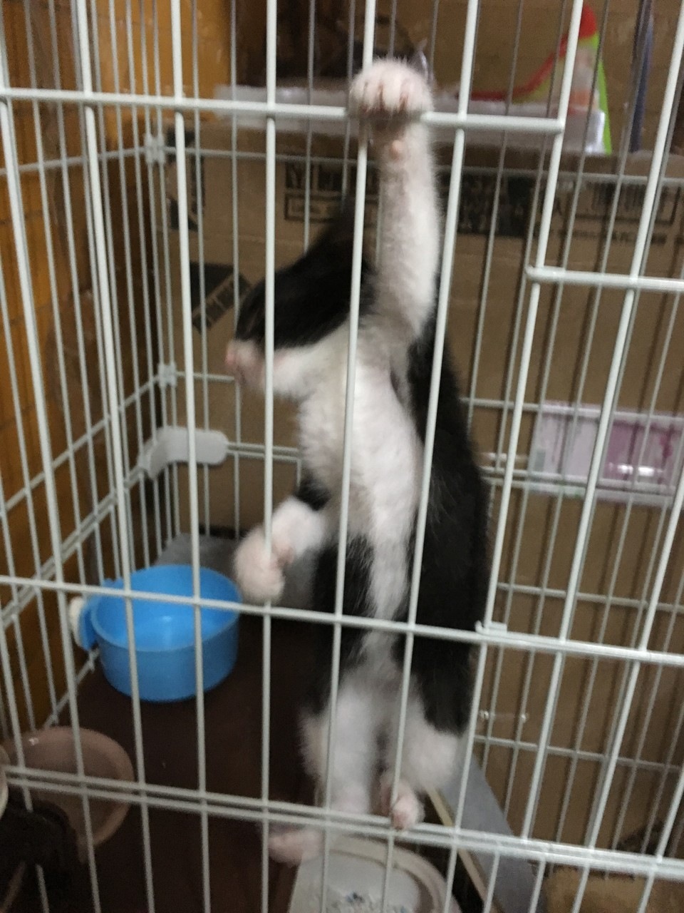f:id:Akkiesoft:20180712190918j:plain:h640