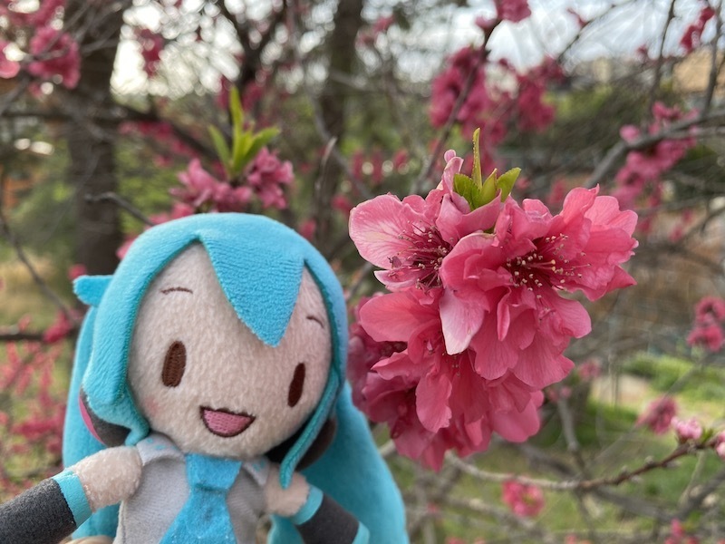 f:id:Akkiesoft:20210405003830j:plain