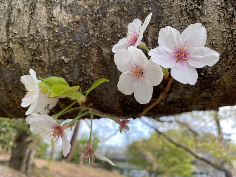 f:id:Akkiesoft:20210405003832j:plain