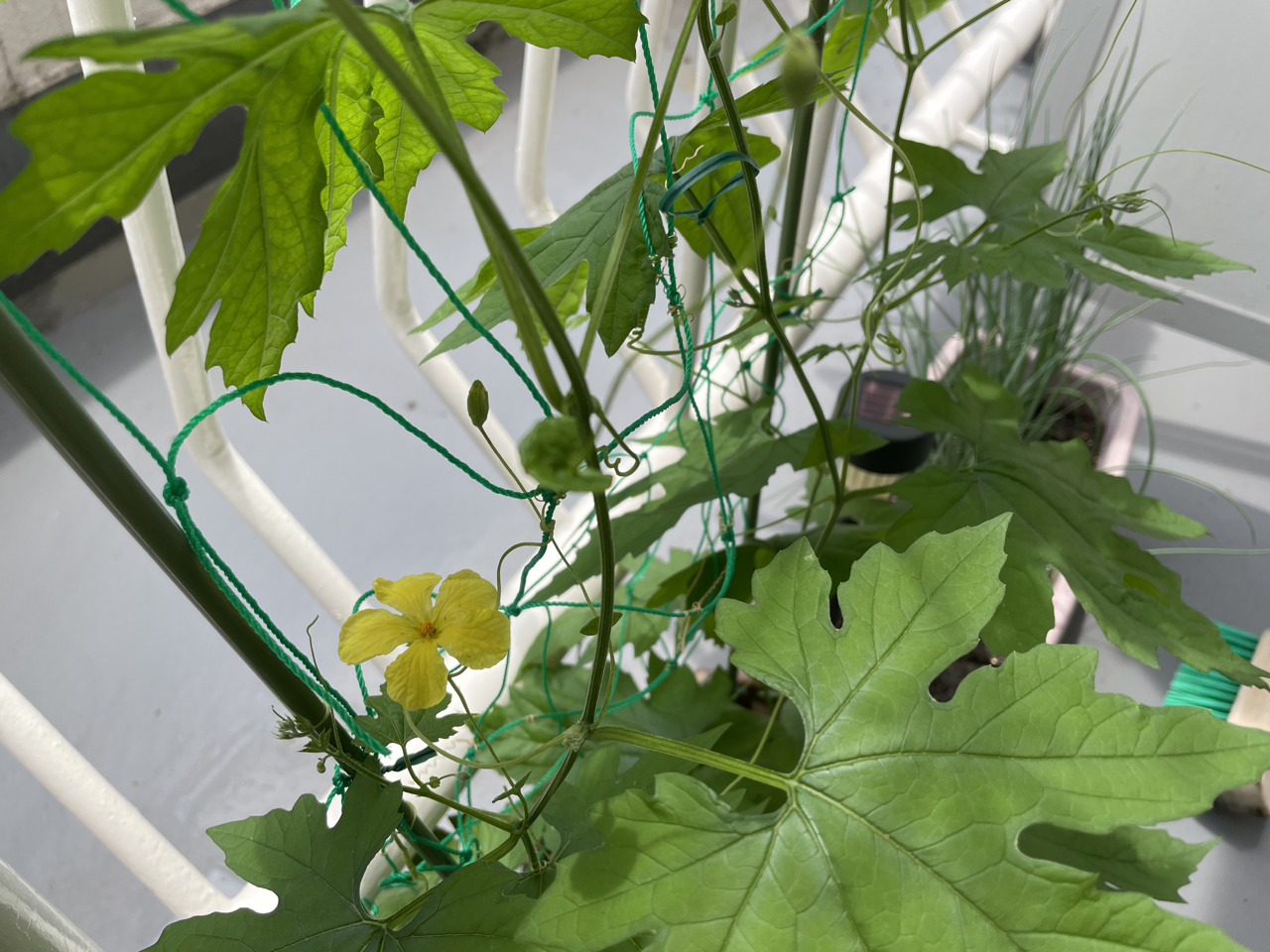 あっきぃ ゴーヤの花が咲き始めた うまく受粉できればゴーヤができて食えるぞー しかし Sudo Haiku