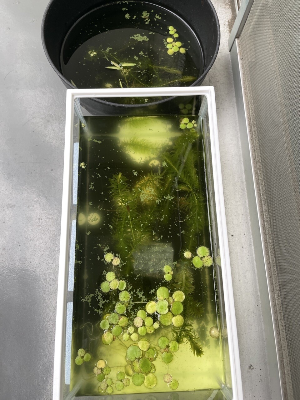 f:id:Akkiesoft:20211007132746j:plain