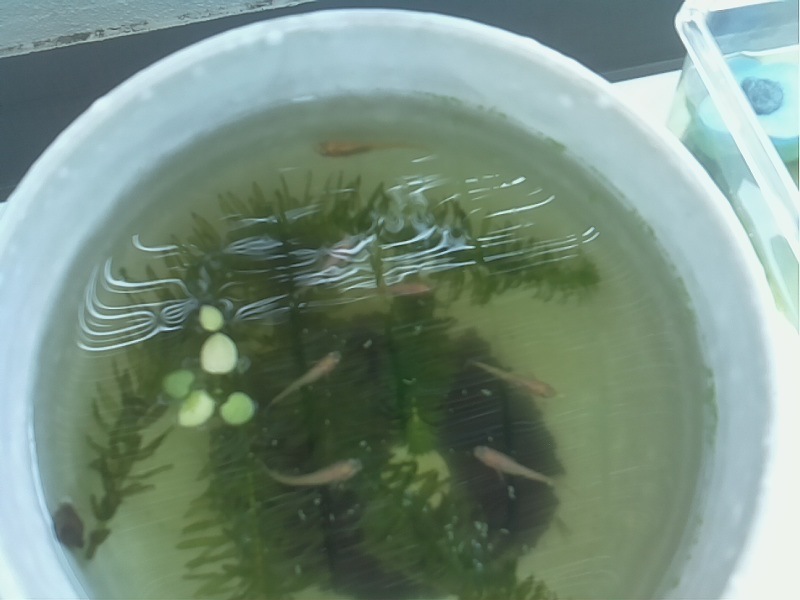 f:id:Akkiesoft:20211007132814j:plain