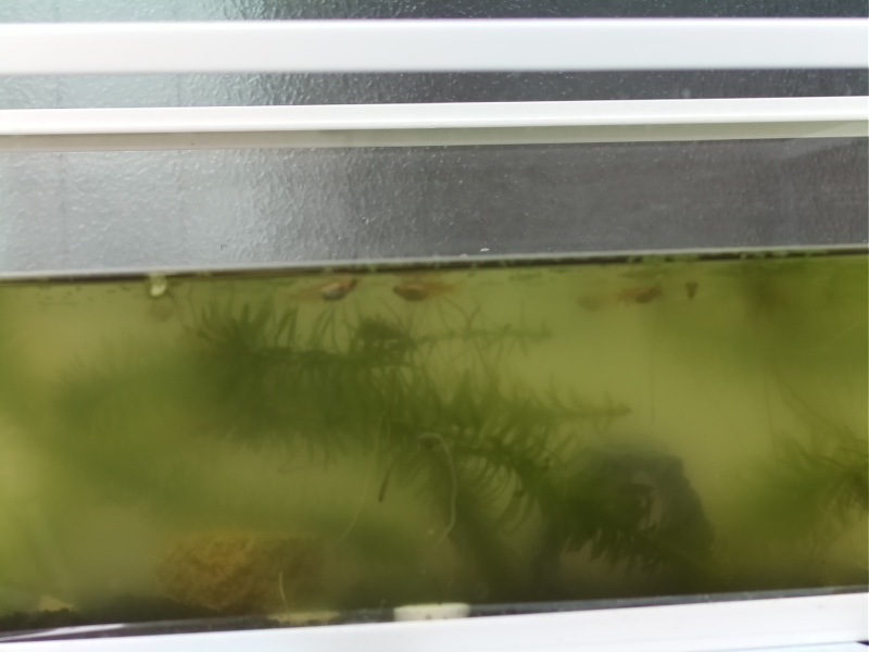 f:id:Akkiesoft:20211007132817j:plain