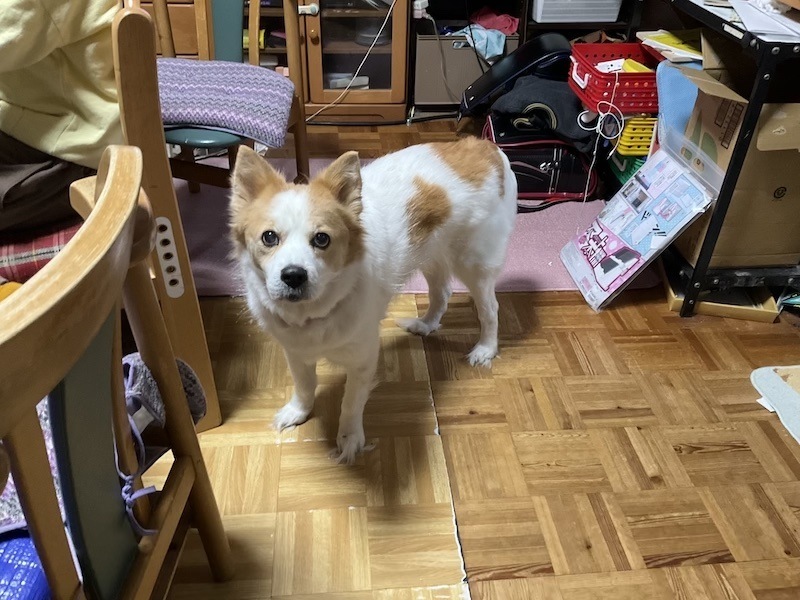 f:id:Akkiesoft:20211102224951j:plain