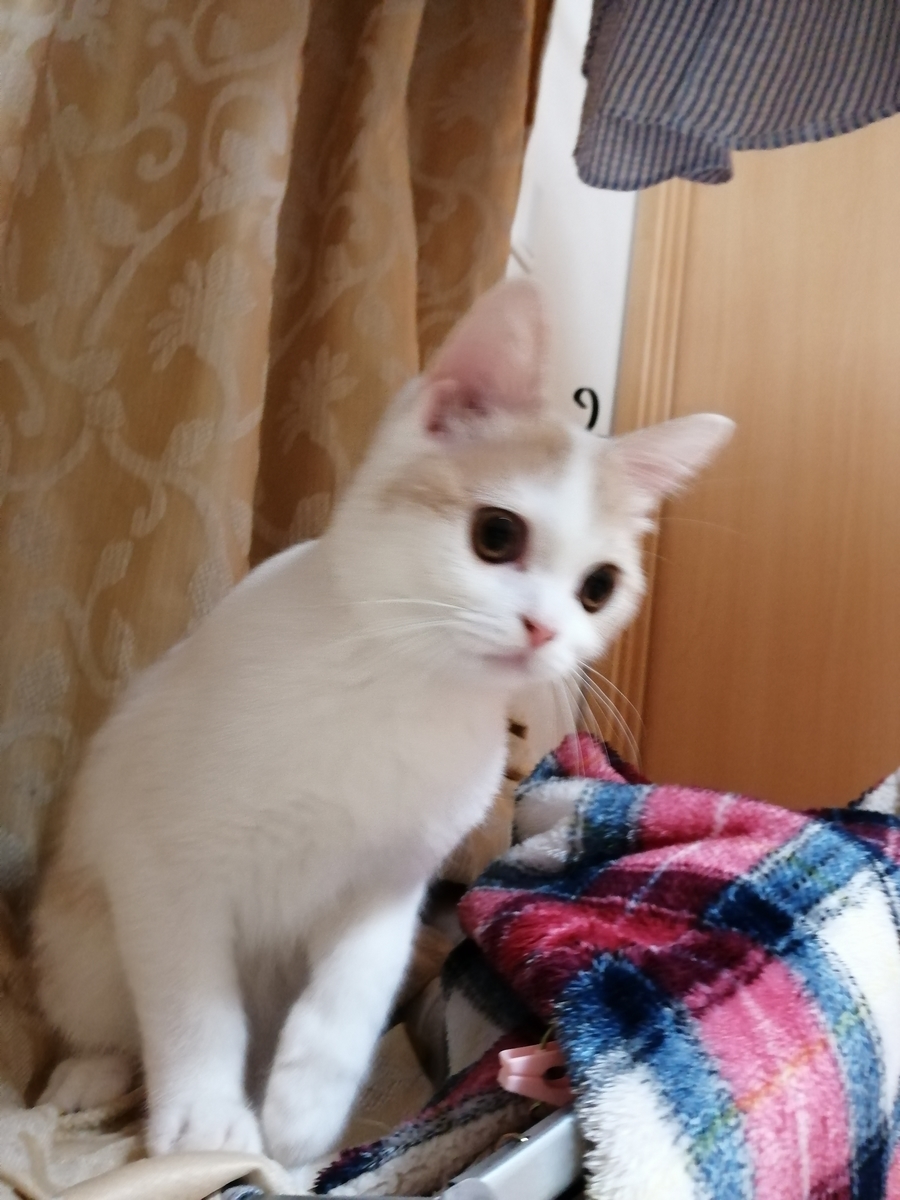 f:id:Alex175:20190710230333j:plain