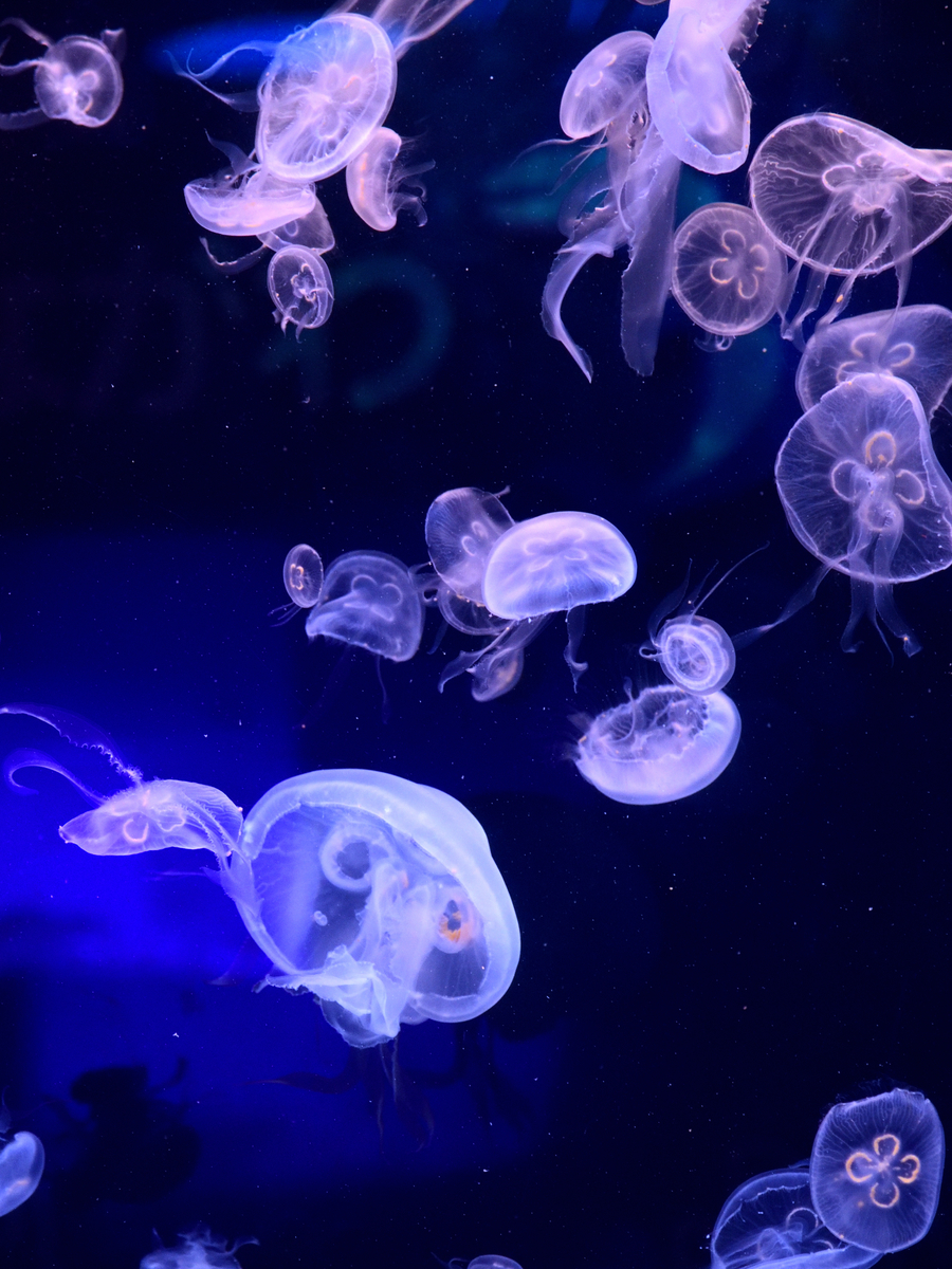 海月 水族館 海月 - 無二の一筆 | ロードバイクとテニスの実体験レビュー