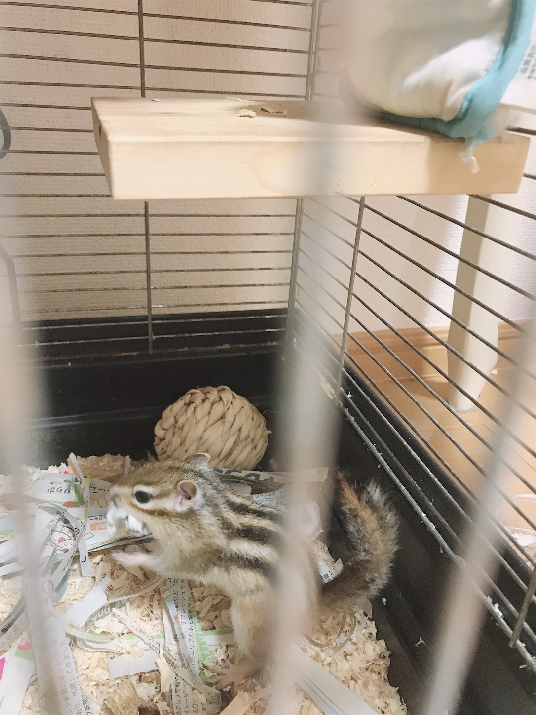 f:id:Alicetan:20190907192148j:image f:id:Alicetan:20190907192148j:image