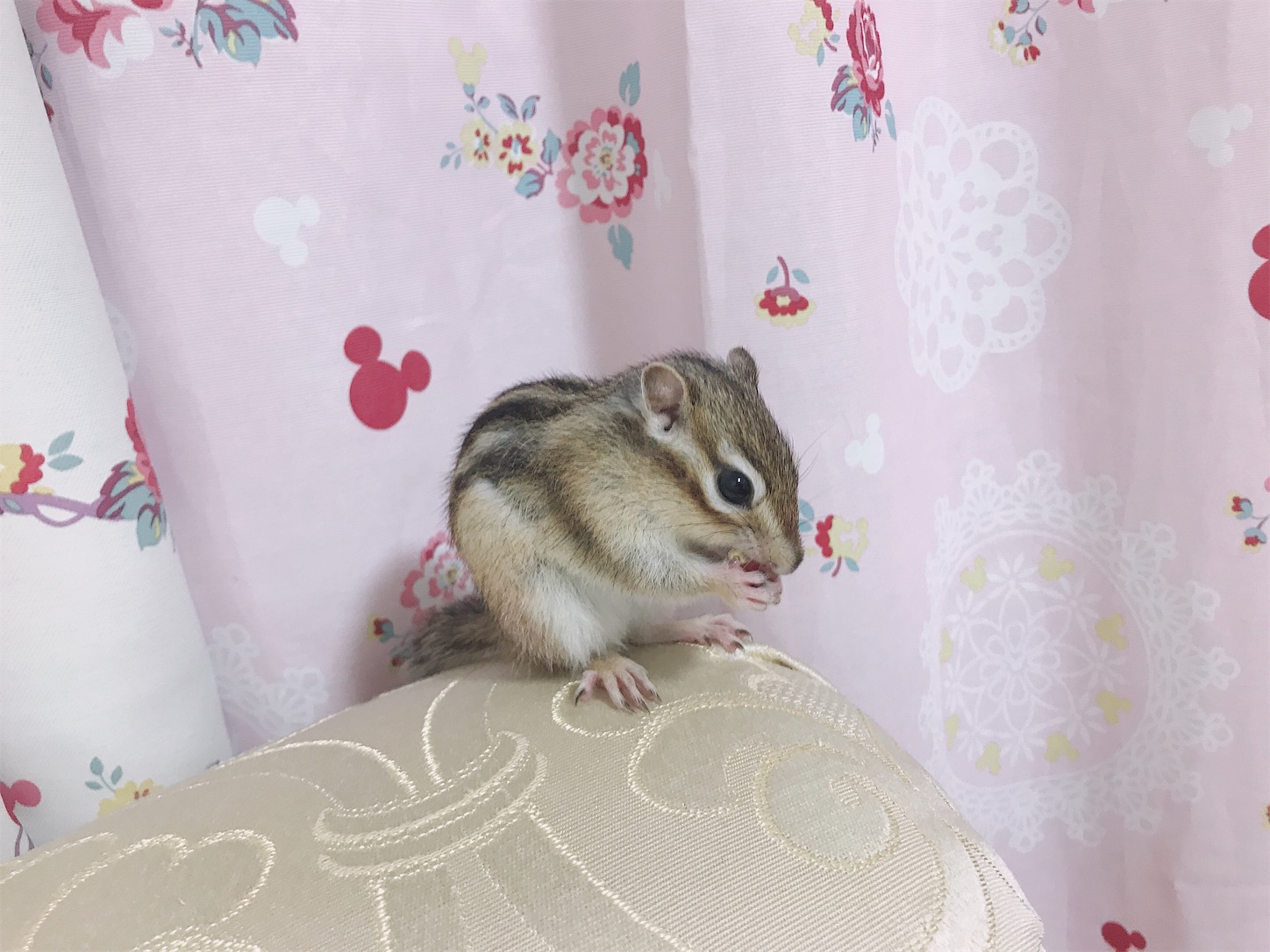 f:id:Alicetan:20190907194239j:image f:id:Alicetan:20190907194239j:image