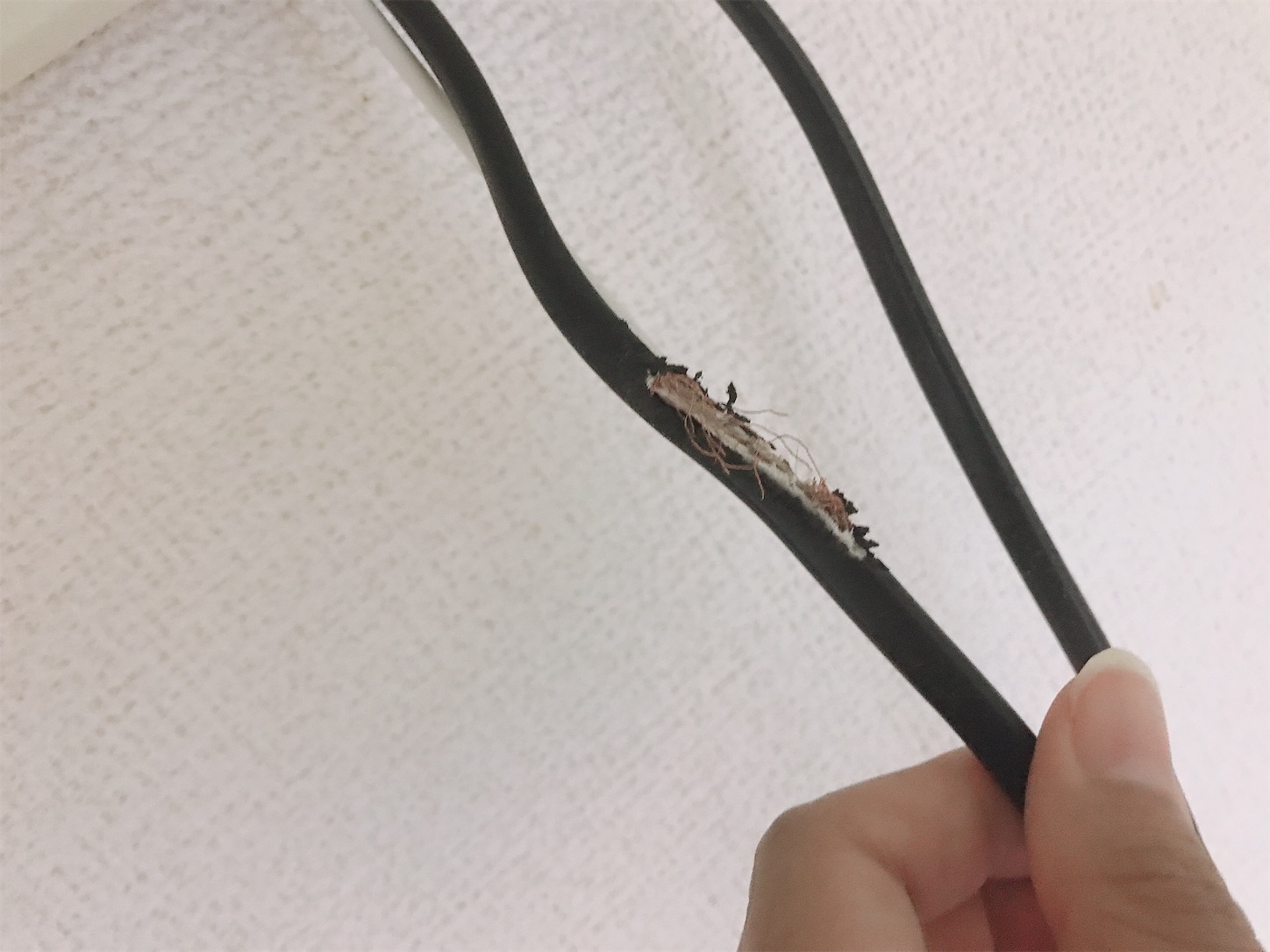 f:id:Alicetan:20190909190003j:image f:id:Alicetan:20190909190003j:image